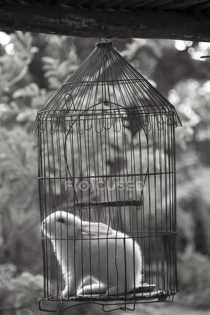 Cuba, Guanabo, conejo en jaula de pájaros - foto de stock