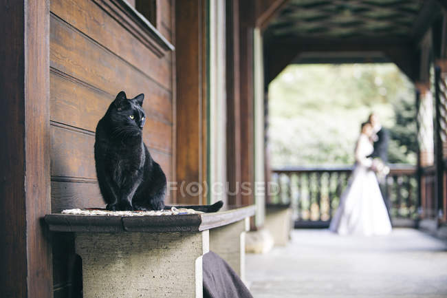 Gatto nero seduto su panchina mentre coppia nuziale in background guardando — Foto stock