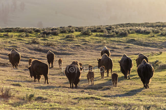 USA, Parco nazionale di Yellowstone, mandria di bufali sulle praterie — Foto stock