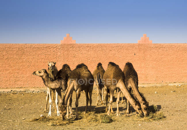 Morocco, Guelmim, camel market with animals — Stock Photo