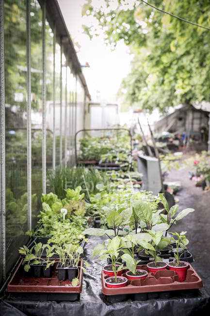 Piantine in un vivaio di piante durante il giorno — Foto stock