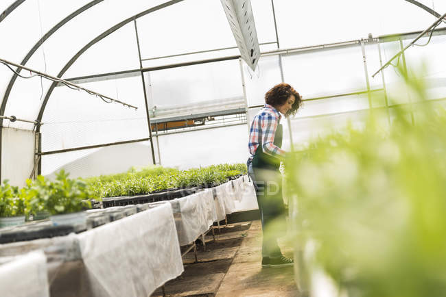 Jeune jardinière travaillant dans une pépinière — Photo de stock