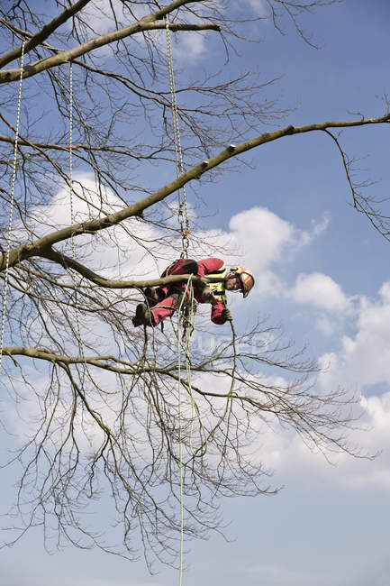Lavoratore assicurato con corde potatura di un albero — Foto stock