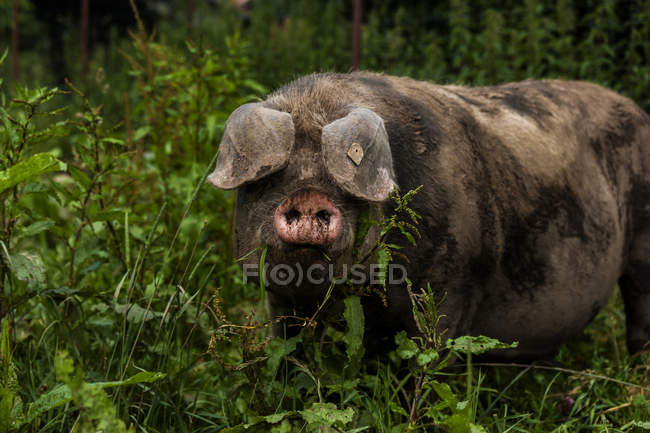 Німеччина, Баварія, Otterfing, Domstic свинка, старі породи в Archehof Schlickenrieder — стокове фото