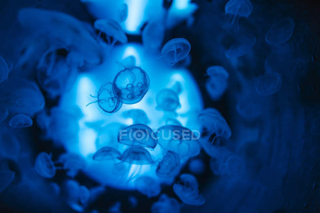 Группа медуз в аквариуме — стоковое фото