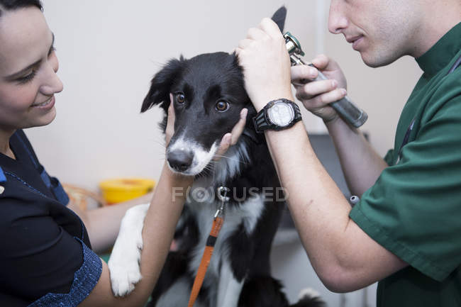 Veterinário e assistente olhando para Border Collie orelha com um otoscópio — Fotografia de Stock