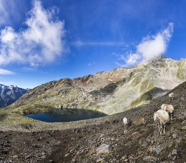 Австрия, Тироль, Эцталь, Гайслачкогель, овцы на озере Гайслах — стоковое фото