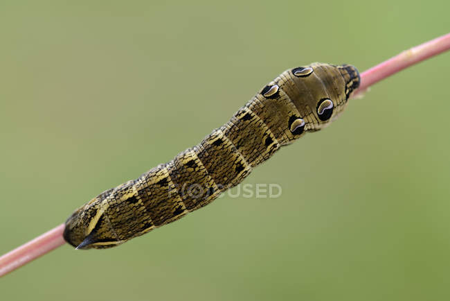 Chenille de faucon éléphant sur une brindille — Photo de stock