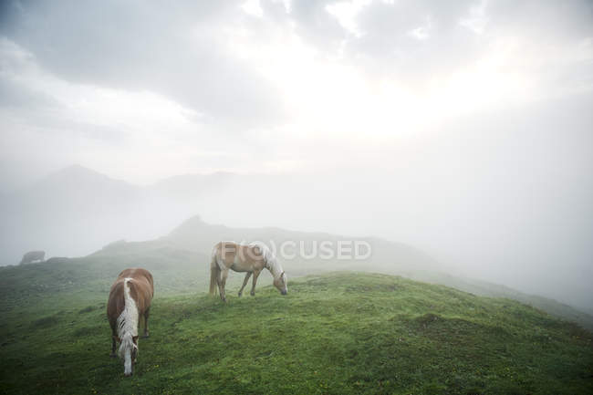Áustria, Kranzhorn, Cavalos pastando em pastagens de montanha — Fotografia de Stock
