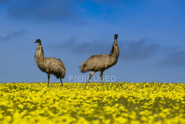 Australien, Portlincoln, zwei Emus stehen im Rapsfeld — Stockfoto