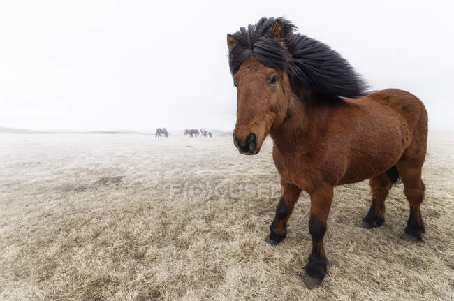 Исландия, исландская лошадь на земле днем — стоковое фото