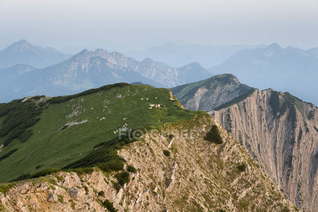 Áustria, Tirol, paisagem montanhosa com ovelhas em pasto alpino — Fotografia de Stock