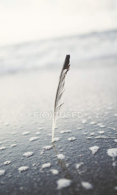 Seagull feather stuck in the wet sand of the beach — Stock Photo