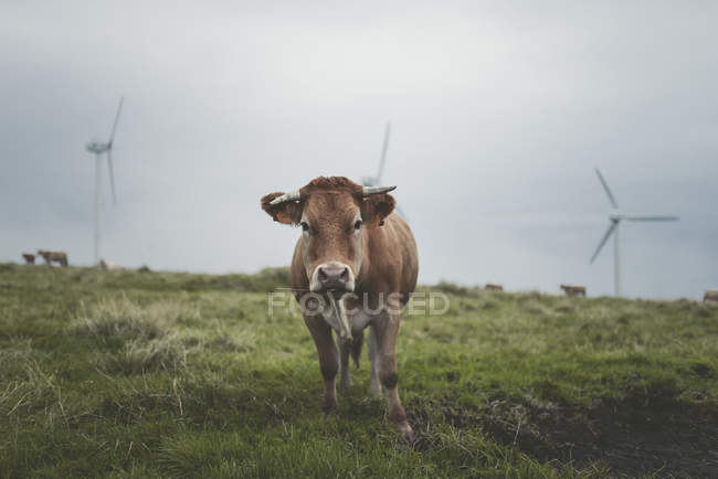 Spagna, Ortigueira, mucca al pascolo con turbine eoliche sullo sfondo — Foto stock
