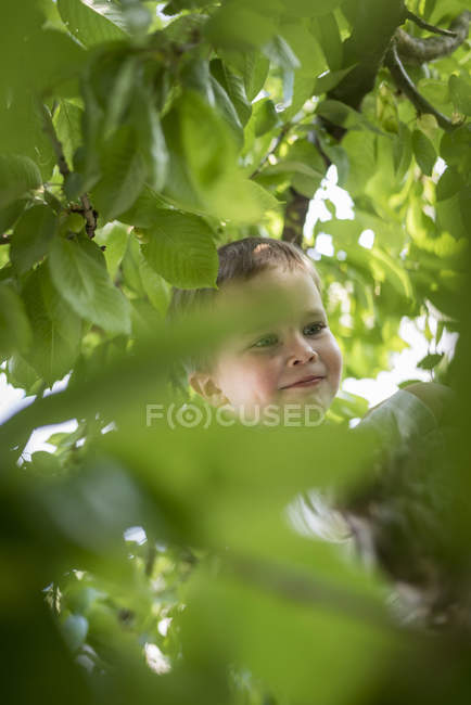 Портрет усміхненого маленького хлопчика, що сходить на дерево — стокове фото