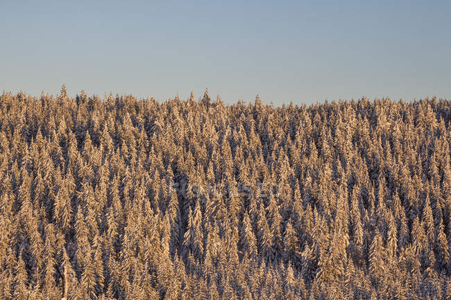 Vista diurna della foresta innevata sul pendio della montagna — Foto stock