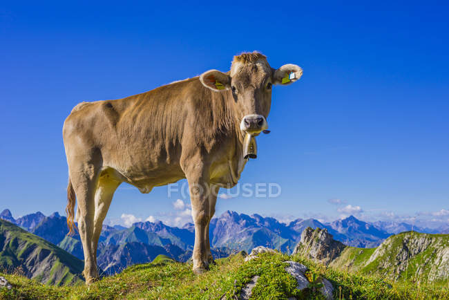 Germany, Allgaeu, young brown cattle standing on an Alpine meadow near Oberstdorf — Stock Photo