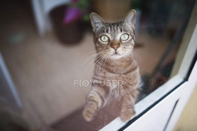 Tabby-Katze schaut durch ein Fenster nach oben — Stockfoto