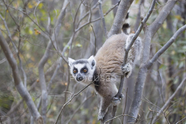 Madagascar, lemure che si arrampica sull'albero alla Riserva di Anja — Foto stock