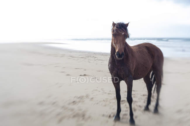 Braunes Pferd steht am Strand — Stockfoto