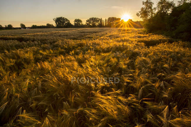 Vista panorâmica do campo ao pôr-do-sol, Baviera, Alemanha — Fotografia de Stock