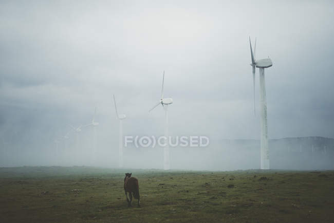 Spain, Ortigueira, row of wind turbines on a foggy day with horse on pasture in the foreground — Stock Photo