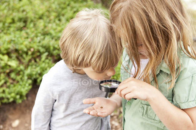 Niño y niña mirando a través de lupa en escarabajo - foto de stock