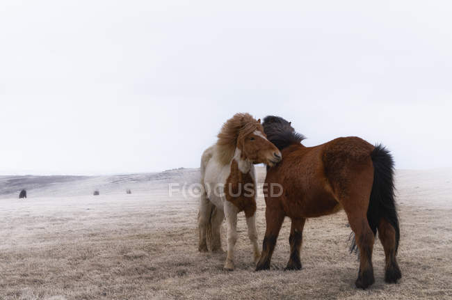 Исландия, две исландские лошади в течение дня — стоковое фото