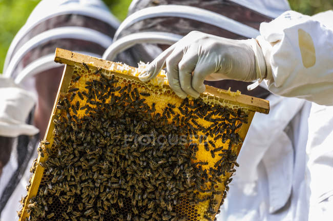 Два бджолярів, проведення stillage з соти — стокове фото