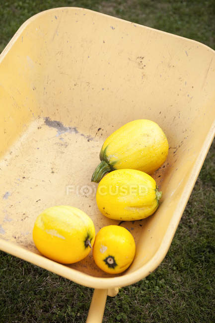 Yellow courgettes in wheelbarrow — Stock Photo