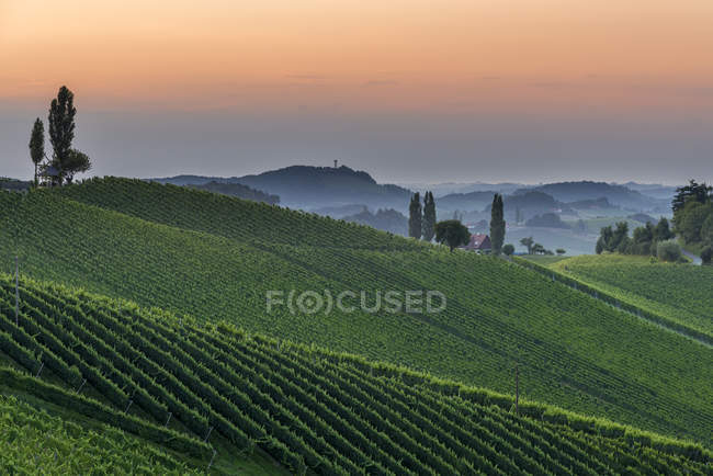 Austria, Stiria, percorso viticolo, vigneto al tramonto — Foto stock