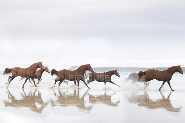 wild horse running on beach