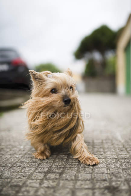 Yorkshire Terrier com cabelo soprando de pé ao ar livre — Fotografia de Stock