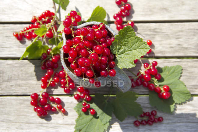 Jug of fresh picked red currants — Stock Photo