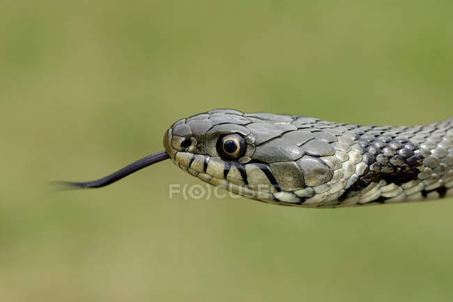 Muselière serpent herbe — Photo de stock