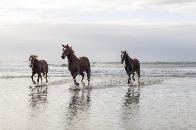 Cavalos castanhos correndo em uma praia — Fotografia de Stock