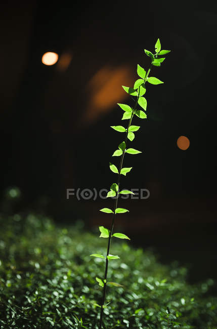 Primo piano della pianta verde alla luce del sole — Foto stock