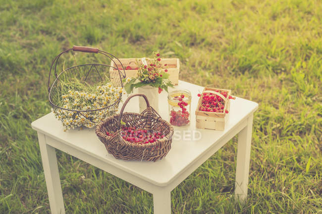 Kamillenblüten und rote Johannisbeeren — Stockfoto