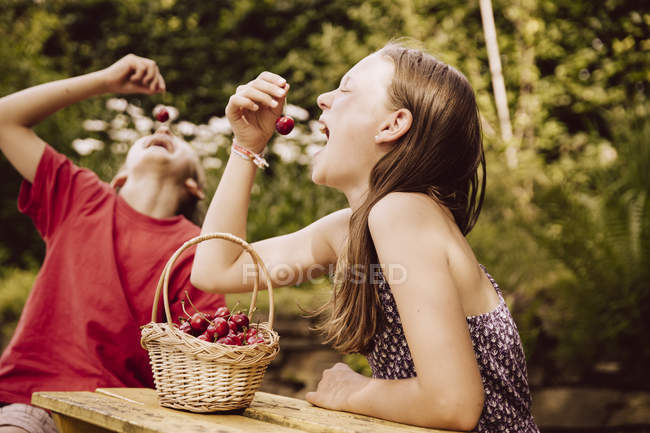 mädchen und junge genießen kirschen im garten — bruder, 6