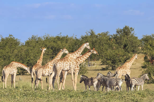 Namíbia, Parque Nacional de Etosha, girafas e zebras planícies — Fotografia de Stock
