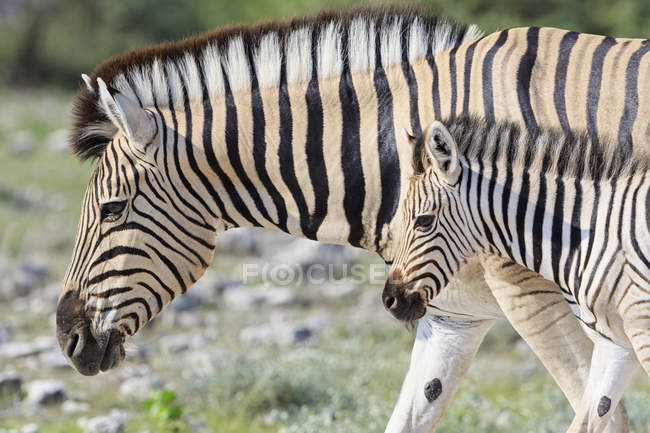 Namibia, Parque Nacional Etosha, llanuras de cebra caminando con potro - foto de stock
