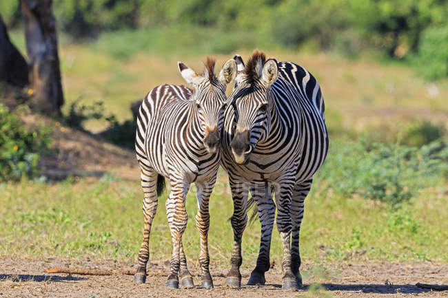 Zimbabwe, Distrito de Urungwe, Parque Nacional Mana Pools, dos cebras de Burchells - foto de stock