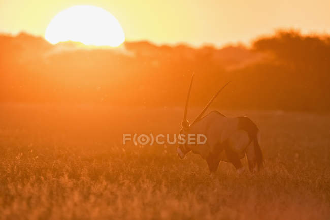 Botsuana, Kalahari, Central Kalahari Game Reserve, silhueta de gemsbok ao pôr-do-sol — Fotografia de Stock