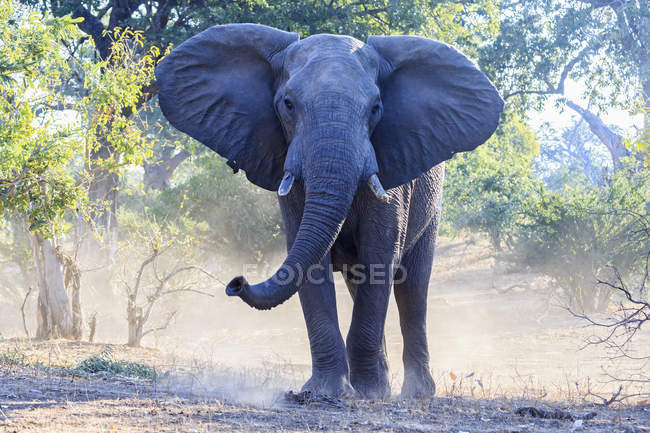 Зимбабве, Масвинго, Национальный парк Гонарежу, африканский слон — стоковое фото