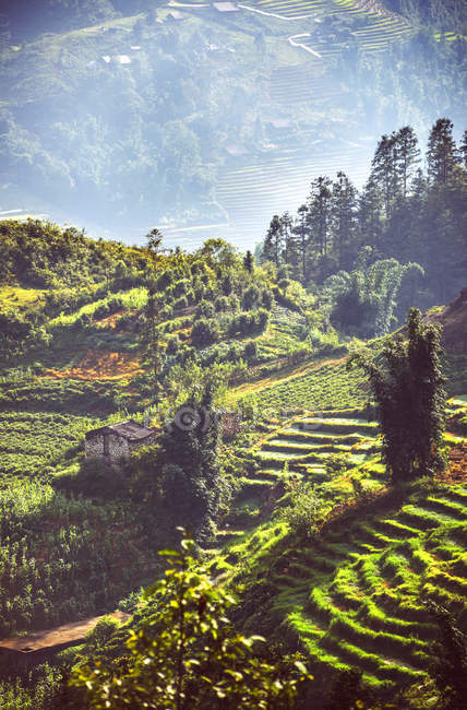 Вьетнам, Са Па, террасированные поля в дневное время — Stock Photo