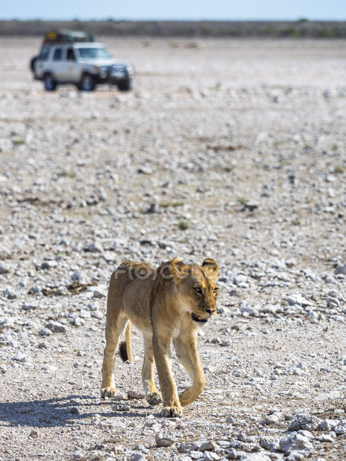 Namibia, Okaukuejo, Parque Nacional Etosha, leones hembras jóvenes y jeep safari - foto de stock