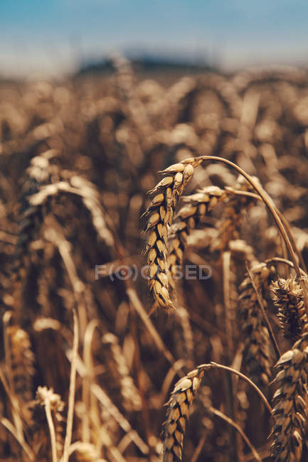 Closeup view of spikes of wheat field at daylight — Stock Photo