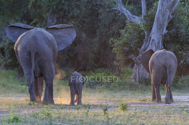 Elefante de vaca con elefante bebé en el Parque Nacional Mana Pools, Zimbabue, África - foto de stock