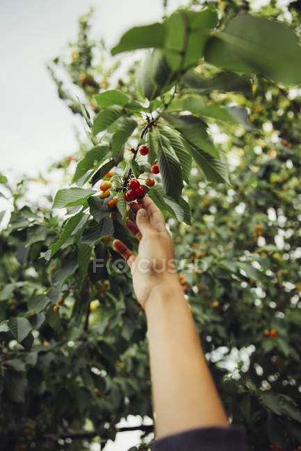 Immagine ritagliata di Donna che raccoglie ciliegie — Foto stock