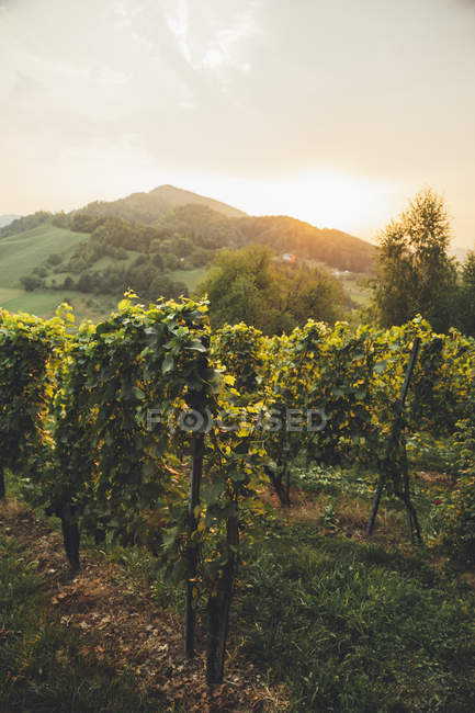 Austria, Stiria meridionale, Leutschach, vigneti sulla strada del vino al tramonto — Foto stock